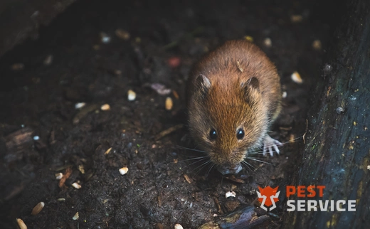 Дератизация в Россоши